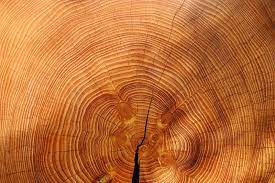 Elm (榆木)